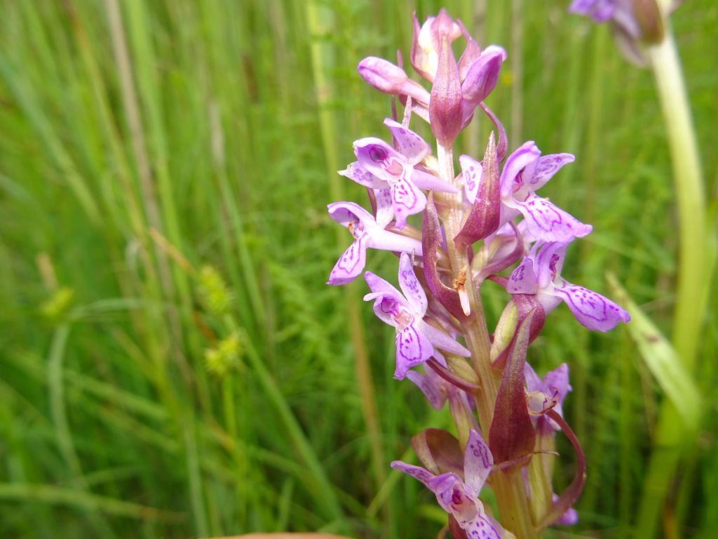 Dactylorhiza incarnata subsp. incarnata